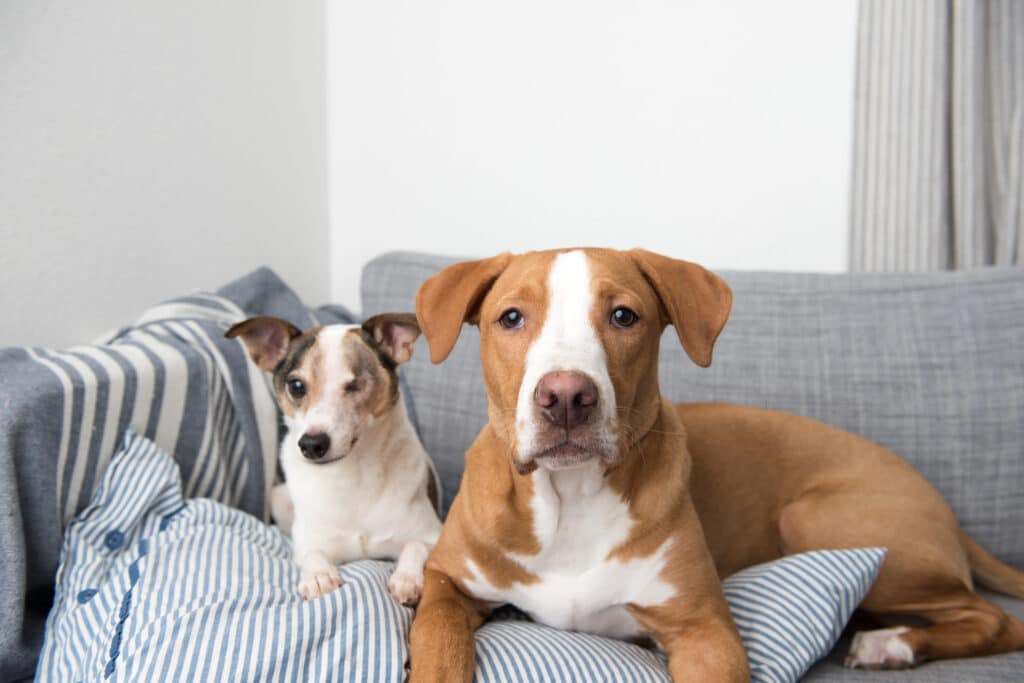 CBD and Your Pets