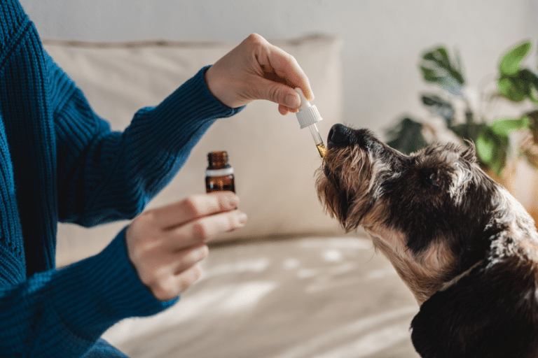 Pet CBD Products
