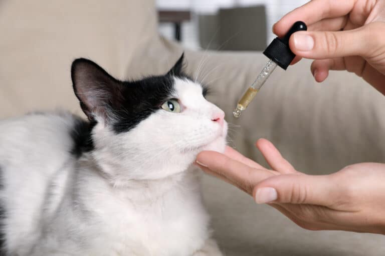 CBD for pets