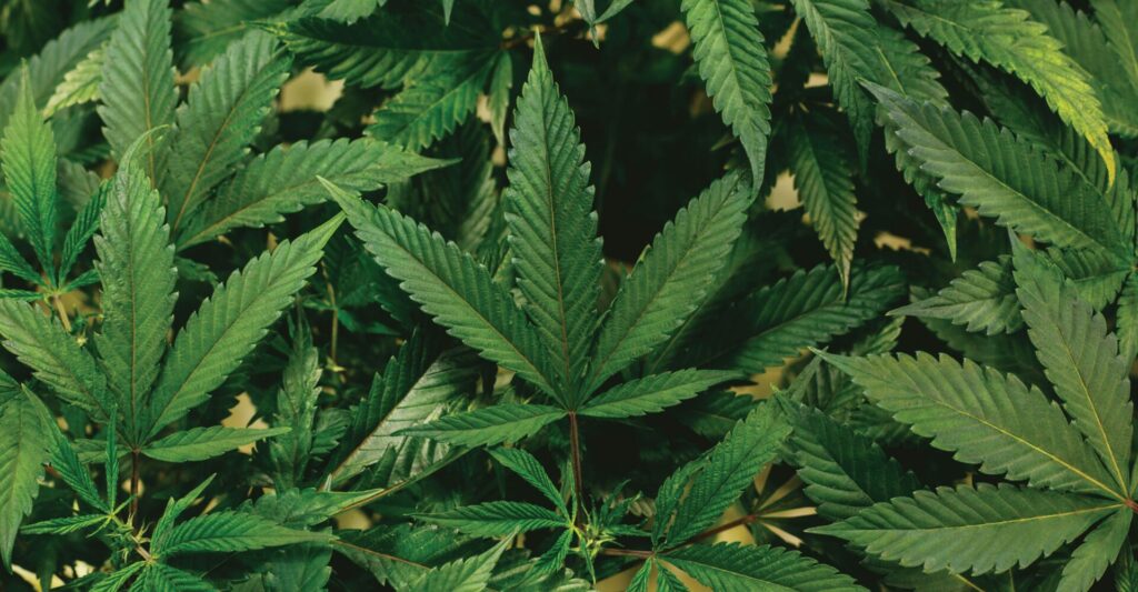 Beginner’s Guide to Starting CBD in 2026: What to Buy, How to Dose & What to Expect