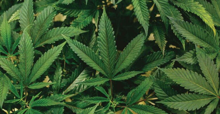 Beginner’s Guide to Starting CBD in 2026: What to Buy, How to Dose & What to Expect