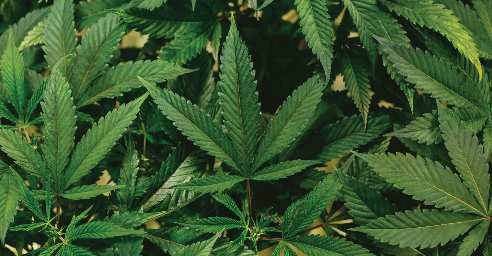 Beginner’s Guide to Starting CBD in 2026: What to Buy, How to Dose & What to Expect