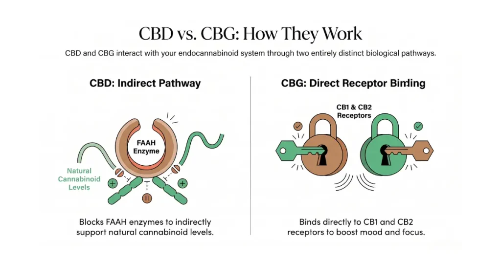 How CBD and CBG Work in Your Body